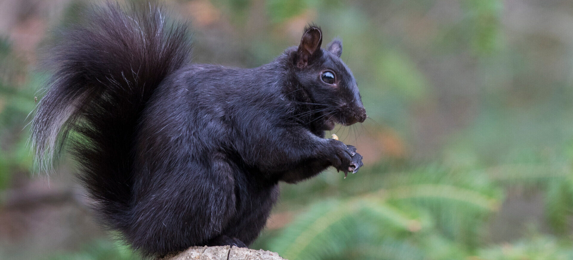 Black Squirrel In Spring