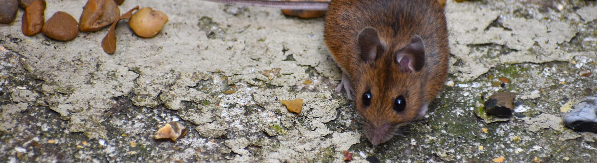 House Mice Are Destructive Troublesome Pests That Carry And Transmit Viruses Bacteria Diseases. They Are Commonly Causing Damage To Personal Property And Are Notorious For Commercial Crop Destruction.