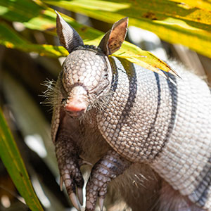 Armadilo Armadilo