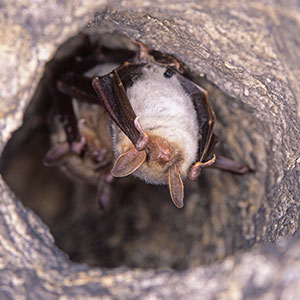 Bats Bats