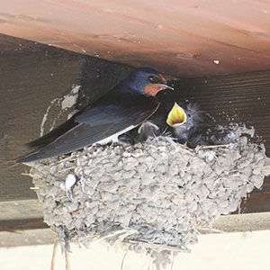 Bird Nest Bird Nest