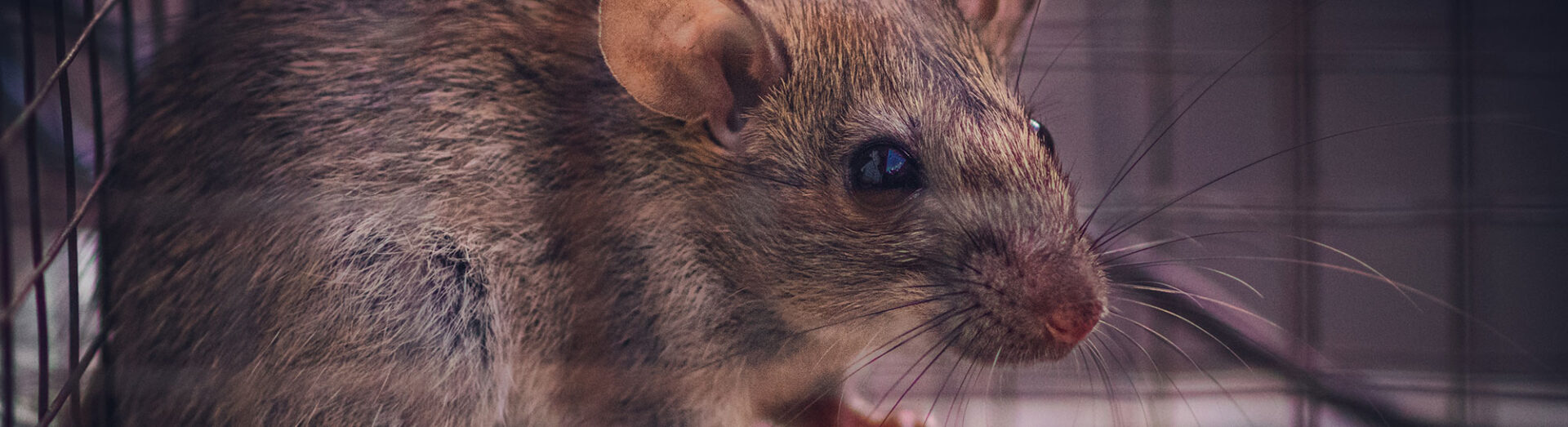 Closeup Of Rat In Cage