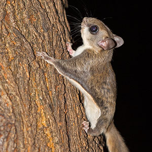 Flying Squirrel Flying Squirrel