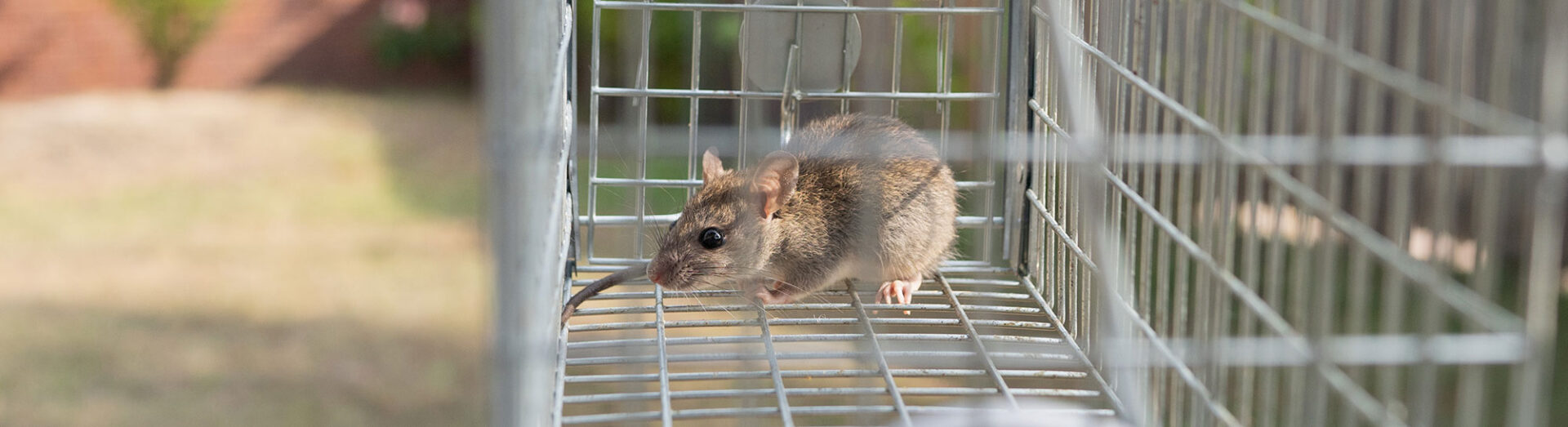 Mouse In Cage