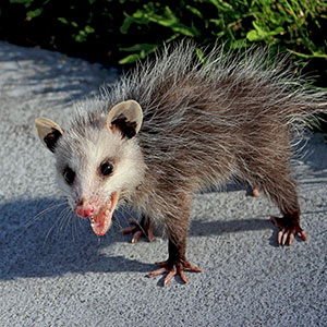 Opossum Opossum