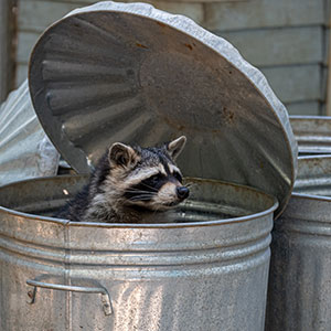 Racoon Racoon