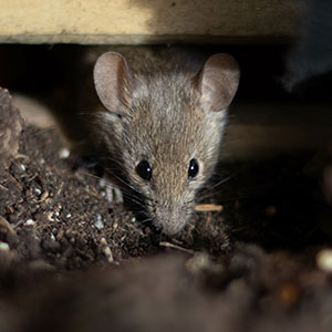 Rodent Rodent