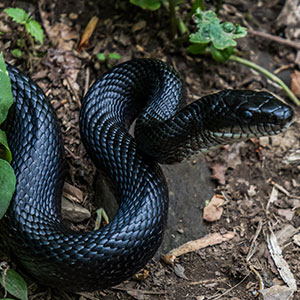 Snake Snake