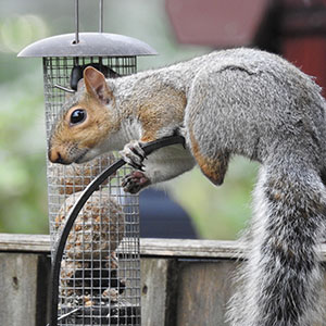 Squirrel Squirrel