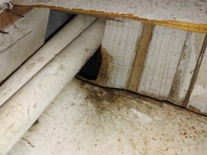 Rodent Chewing Foundation